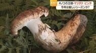 キノコの王様「マツタケ」ピンチ！　10月に入りピタッと採れなくなり厳しいシーズンか　山形・高畠町