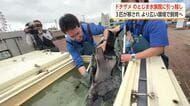 手狭な水槽からジンベイザメ館へ　魚津水族館のドチザメ3匹がのとじま水族館へ引っ越し