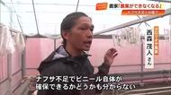 台風接近でハウス農家に不安、ナフサ不足でビニール破れたら「農業自体がストップ」【高知】