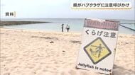 沖縄県がハブクラゲ注意報発令！