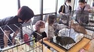 保護犬が“ワンシェルジュ”として出迎え 「1匹でも多く命を繋ぐ」ホテルで犬と猫の譲渡会【長崎発】