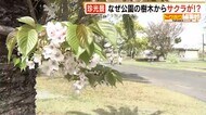 珍光景　南国の木から“サクラ”が！　ヒントは“鳥の落とし物”…