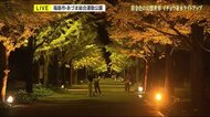 晩秋の風景 あづま総合運動公園でイチョウ並木のライトアップはじまる<福島県福島市>