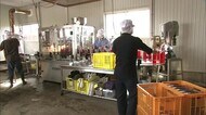 ヌーヴォーを瓶詰め…富山市のぶどう園にあるワイナリー「甘さと酸味のバランスが絶妙」