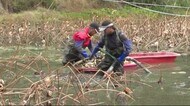 「シャキシャキ食感」安芸高田市でレンコン収穫