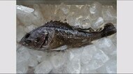 「クロソイ」から基準を超える放射性物質 2月にも 国が出荷自粛を指示 <福島県>