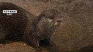 “かわいいだけじゃダメなんです！”カワウソに注意喚起　ペット不向き・密猟増で絶滅の危機も