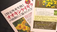 きれいな花…実は生息してはいけない特定外来生物　地道に「オオキンケイギク」の駆除活動【佐賀発】