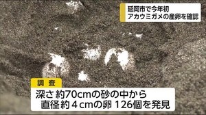 県天然記念物アカウミガメが産卵 延岡市では今年初 宮崎県