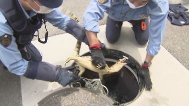 「トカゲか、ワニがいる!」警察が出動しての大捕物…あの手この手の捕獲作戦の結末は【福岡発】