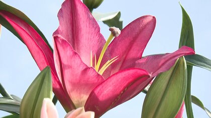 「最後のつぼみまで咲くように」ユリ農家がブランド花を生産　原油高騰に負けず【宮崎発】