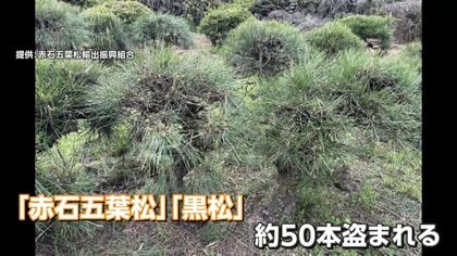 ブランド盆栽の「赤石五葉松」「黒松」50本“根こそぎ”盗難　輸出直前に…組合会長「許せない」　被害額500万円