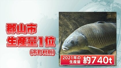 悩みは“天敵”「カワウ」  鯉の生産日本一・郡山市　鯉食文化を子どもたちに繋ぐ 【福島発】
