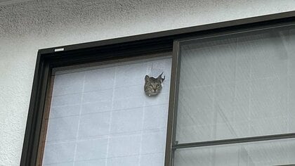 「目立つからやめてほしい笑」顔だけ出して見送る猫が怖いけど可愛い…どうやってのぞいていた？裏側の様子を聞いた