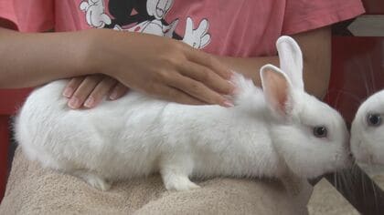 ウサギが仲間に危険を知らせる秘儀“足ダン”…目は開いてるけれど寝てる!? 「月うさぎの里」で学ぶ不思議な生態