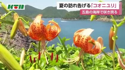  五島の「コオニユリ」8月ごろまで楽しめる
