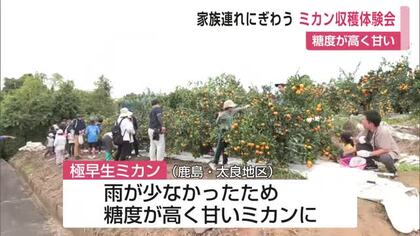 今年のミカンは甘い！雨不足で糖度アップ 家族連れが収穫体験楽しむ【佐賀県】