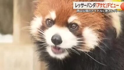 さっそく“夫”と同居開始　レッサーパンダ「アケビ」ちゃん宮城から福井へ　雄「かんた」くんとペアに