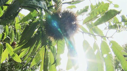 季節が進まず暮らしに“異変”　クリ園はイガが開かずオープンが10日遅れ　クリーニング店は「夏物が出てこない」