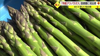最上町の特産「太くて甘い」アスパラガスを首都圏に初出荷　収穫は秋まで続く【山形発】