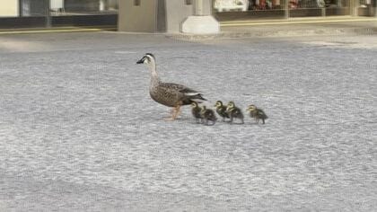 『危機一髪』散歩中に県庁に迷い込んだ「カルガモ親子」の帰宅物語　交通量の多い国道に飛び出し、運転する人もびっくり　その理由について野鳥の会は…【大分発】