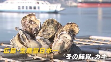 猛暑の影響でカキの水揚げが遅れ10月21日からに　海水温下がり、カキの身が太るのを待つ【広島発】