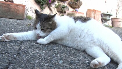 「会ってみたい！宿の看板ねこ」ベスト3…1位は「恋愛運上がりそう」と評判　実際に会いに行ってみた
