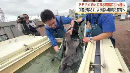 手狭な水槽からジンベイザメ館へ　魚津水族館のドチザメ3匹がのとじま水族館へ引っ越し