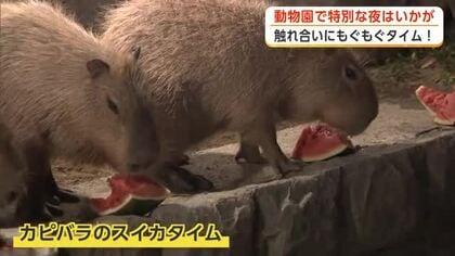 秋田市の動物園　涼しい時間帯に動物と触れ合う「夜の動物園」開催　普段と違う様子楽しんで