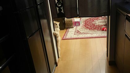 「ストーカーいるんだけど」妻から送られてきた“覗き見”する猫が怖かわいい…よくあること？飼い主に聞いた
