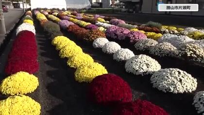 まるで大きな花束のよう　ドーム状に咲きそろう小菊「クッションマム」が見頃　趣味で育て近所の人たちの癒やしに　福井・勝山市