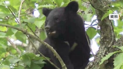 岩手県内のクマ推定個体数5200頭　前回調査大きく上回る