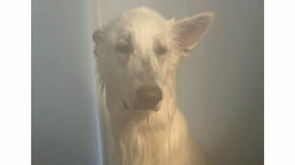 大好きな“散歩”のはずが…聞き間違えでしょんぼり落ち込むシェパードがかわいい！いつ気づいてこの顔に？飼い主に聞いた