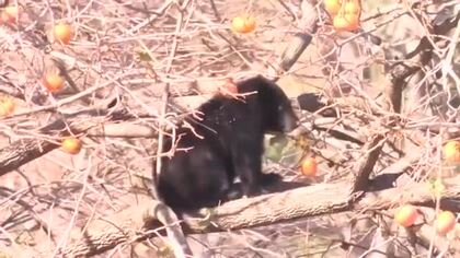 クマが柿の実食べながら木の上に居座る　約200ｍ先に小学校もある市街地　岩手県岩泉町