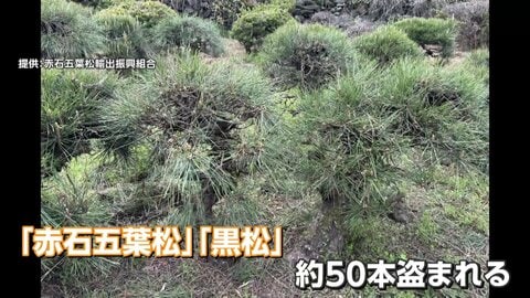 ブランド盆栽の「赤石五葉松」「黒松」50本“根こそぎ”盗難　輸出直前に…組合会長「許せない」　被害額500万円