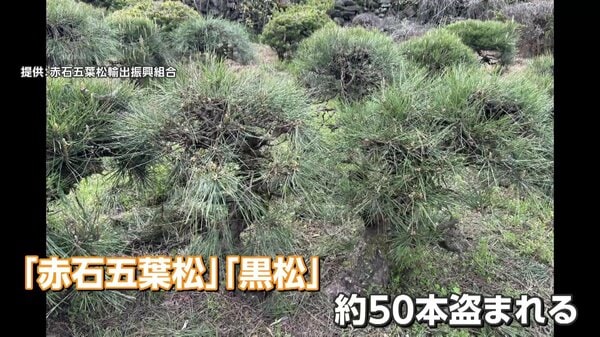 ブランド盆栽の「赤石五葉松」「黒松」50本“根こそぎ”盗難 輸出直前に
