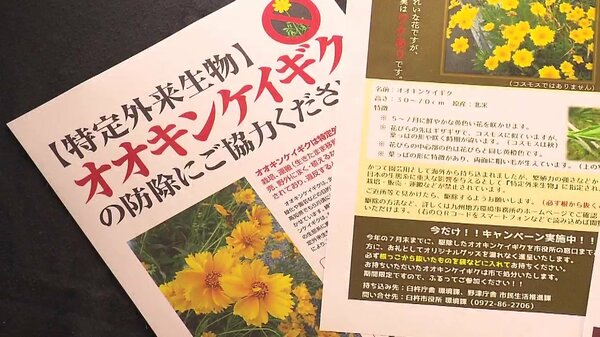 きれいな花 実は生息してはいけない特定外来生物 地道に オオキンケイギク の駆除活動 佐賀発