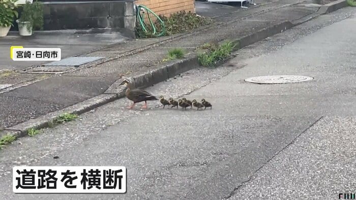 母ガモの後ろをついて行く子ガモ(FNN投稿サイト「ビデオPost」)