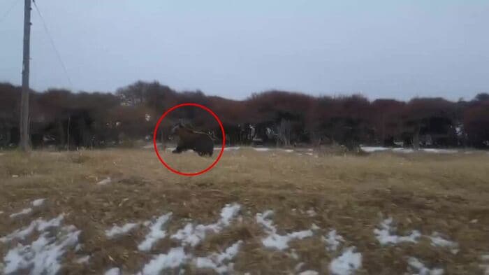 JR花咲線の列車のすぐそばを走るクマ