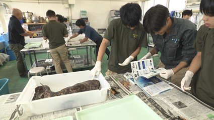 サメを使った水産業の授業
