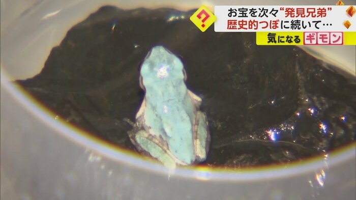 弟・伊藤展梧くんが発見した、青いアマガエル