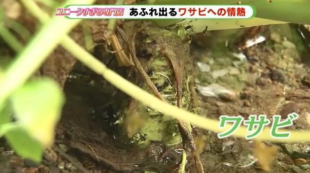 清流でしか育たないワサビだが、ミュージアムでは室内で栽培に成功