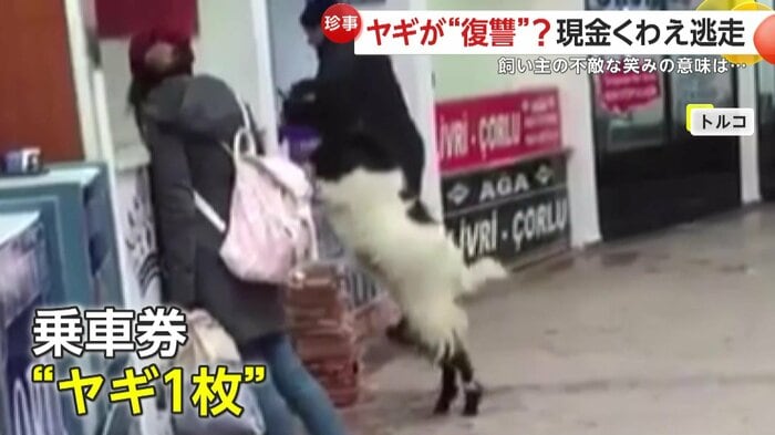 カウンターに前足をかけて中をうかがうヤギ(IHA)