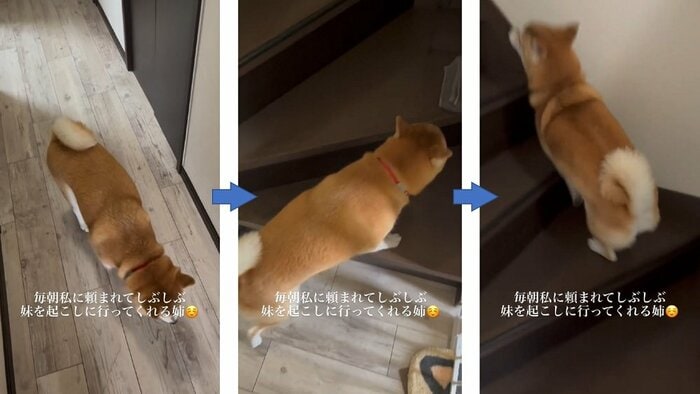 少し悩んだ後、しぶしぶ起こしに行ってくれる