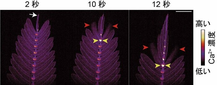 オジギソウを傷つけた時に発生するシグナルを可視化したもの(画像提供:埼玉大学 豊田正嗣教授)