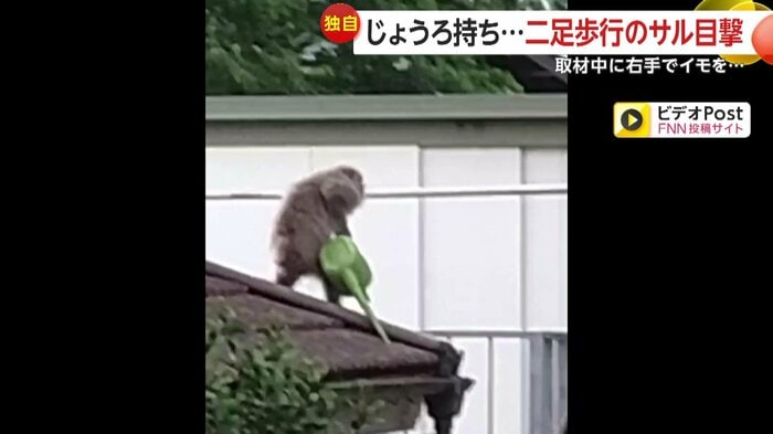 緑色のじょうろを持ち運ぶ「左手のないサル」