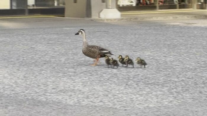 大分県庁を散歩するカルガモの親子