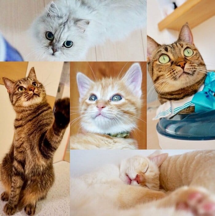 上から順に右回りに、ショコラちゃん、ゆず茶ちゃん、七宝くん、ちまきくん。真ん中はみたらしくん