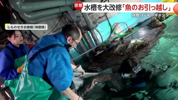 ウツボを慎重に受け取るスタッフ