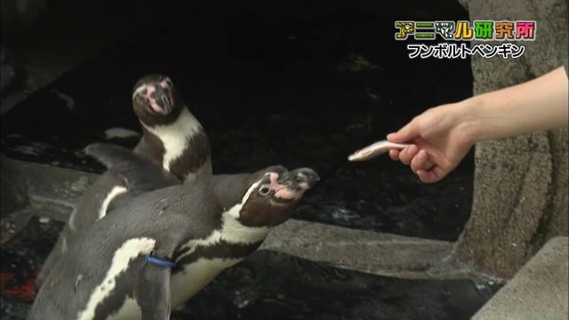 ハンドフィーディングの様子
